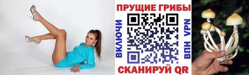 darknet как зайти  Таштагол  Псилоцибиновые грибы Psilocybine cubensis 